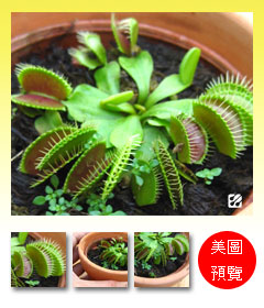 台灣蝕-捕蠅草-Dionaea_預覽.jpg 台灣蝕-捕蠅草-Dionaea_預覽.jpg