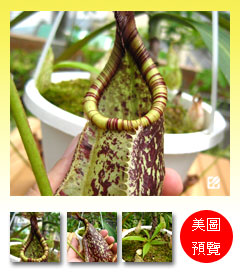 台灣蝕-萊佛士豬籠草-N. rafflesiana預覽.jpg 台灣蝕-萊佛士豬籠草-N. rafflesiana預覽.jpg