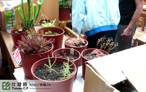 台灣蝕-0506-大同社大食蟲講座-24.jpg 台灣蝕-0506-大同社大食蟲講座-24.jpg