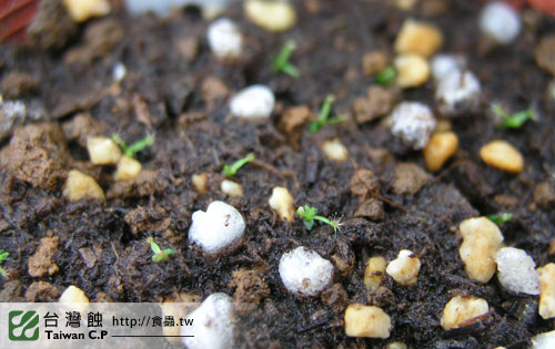 台灣蝕-迷你毛氈苔苞芽成長紀錄-2.jpg 台灣蝕-迷你毛氈苔苞芽成長紀錄-2.jpg
