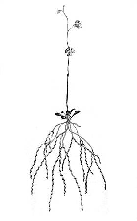 (Genlisea violacea).jpg (Genlisea violacea).jpg