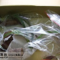 2010-09-20-羅先生-豬籠草出貨.jpg