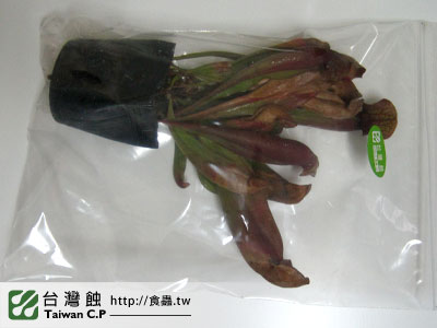 台灣蝕-0103-陳先生出貨品管-2.jpg