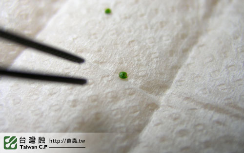 台灣蝕-迷你毛氈苔苞芽播種流程-4.jpg 台灣蝕-迷你毛氈苔苞芽播種流程-4.jpg