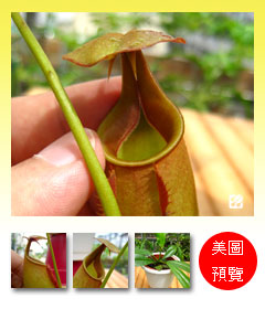 台灣蝕-二齒豬籠草-N.-bicalcarata_預覽.jpg 台灣蝕-二齒豬籠草-N.-bicalcarata_預覽.jpg