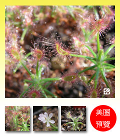 台灣蝕-蠍子毛氈苔-D.-scorpioides-預覽.jpg 台灣蝕-蠍子毛氈苔-D.-scorpioides-預覽.jpg
