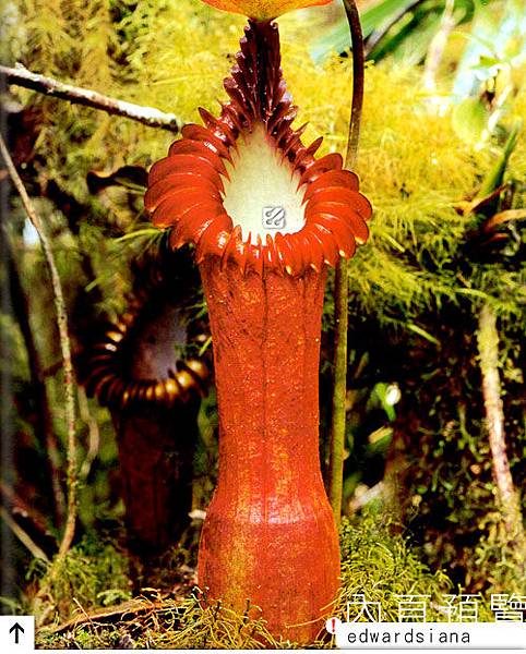 台灣蝕-食蟲書籍-Pitcher-Plants-of-Borneo-內頁預覽_01.jpg