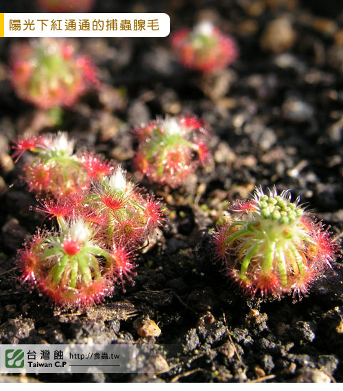 台灣蝕-崔裘凱莉迷你毛氈苔-D.-paleacea-subsp.-trichocaulis-2.jpg