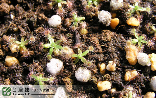 台灣蝕-迷你毛氈苔苞芽成長紀錄-3.jpg 台灣蝕-迷你毛氈苔苞芽成長紀錄-3.jpg
