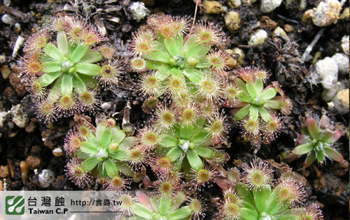 台灣蝕-迷你毛氈苔苞芽成長紀錄-5.jpg