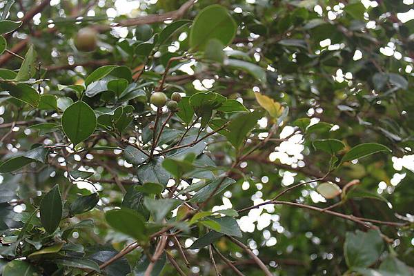 茶樹1.JPG 茶樹1.JPG