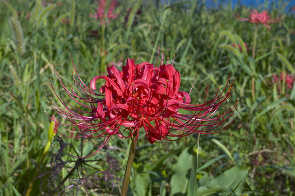 紅花石蒜.jpg