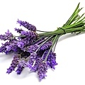 Lavender-1