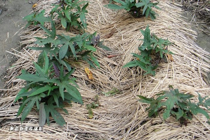 種植番薯 - 1 種植番薯 - 1