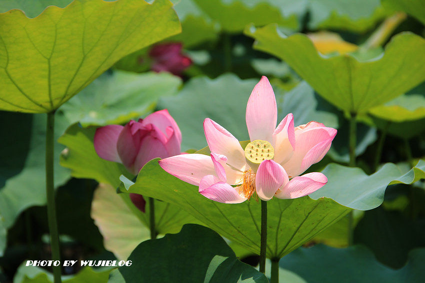 賞荷花秘境 - 3