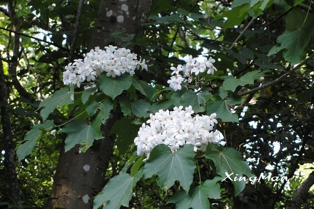 桐花 - 1 桐花 - 1