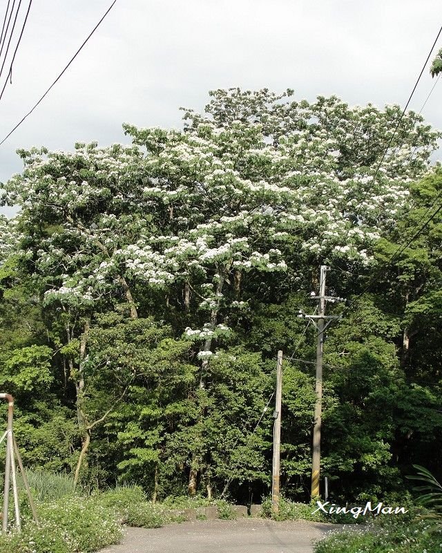 桐花 - 4 桐花 - <div align=center>4