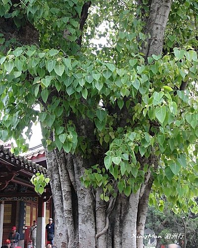 開元寺 - 8 開元寺 - 8