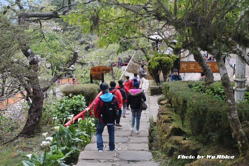 阿里山 - 3 阿里山 - 3