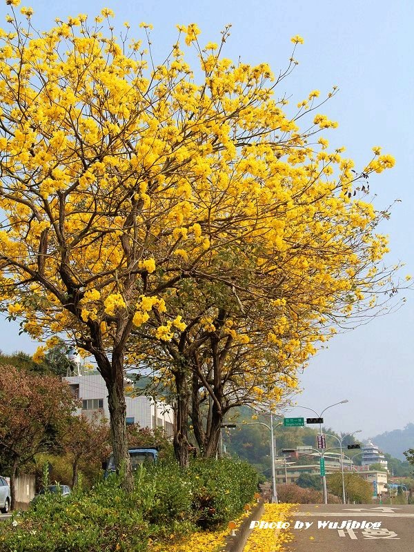 台中大坑郭叔叔野生獼猴園