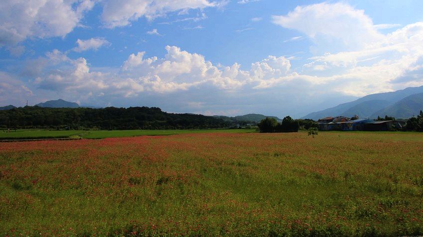 池上農田 - 2