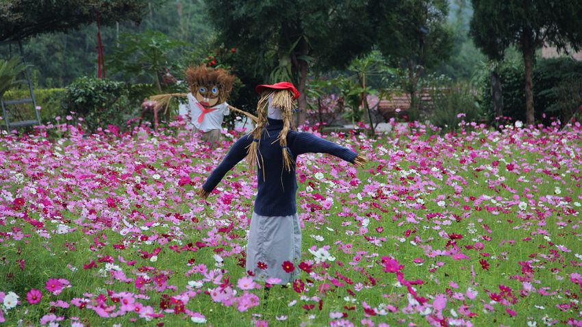 銅鑼杭菊 - 5