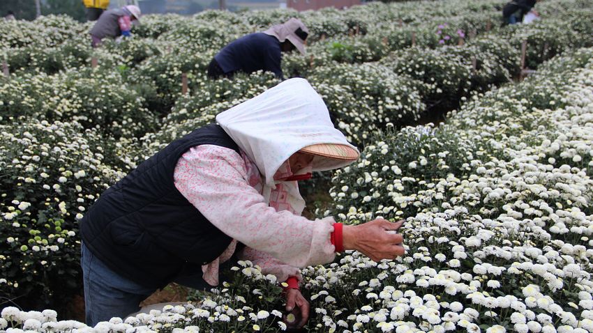 菊祥如芋節