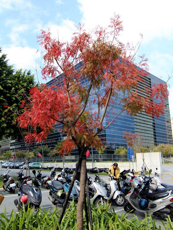 不知名紅樹1 不知名紅樹1