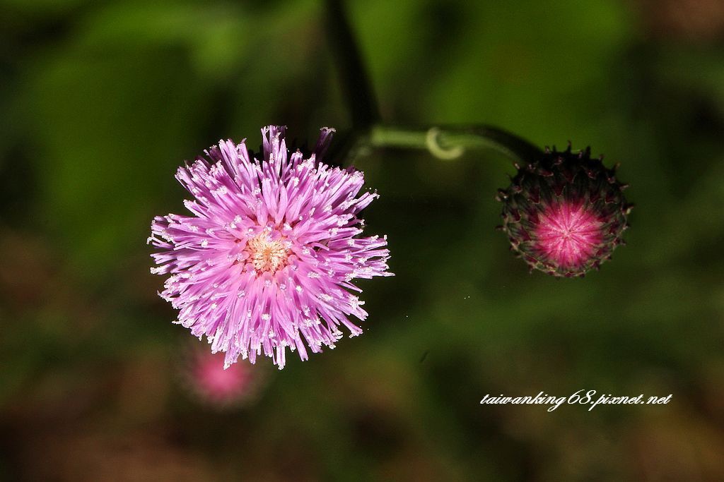 8522 泥胡菜