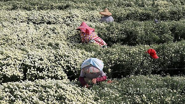 2017年苗栗銅鑼芋頭杭菊季