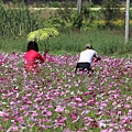 2017年苗栗銅鑼芋頭杭菊季