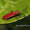 大紅薄翅螢金花蟲