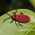 大紅薄翅螢金花蟲