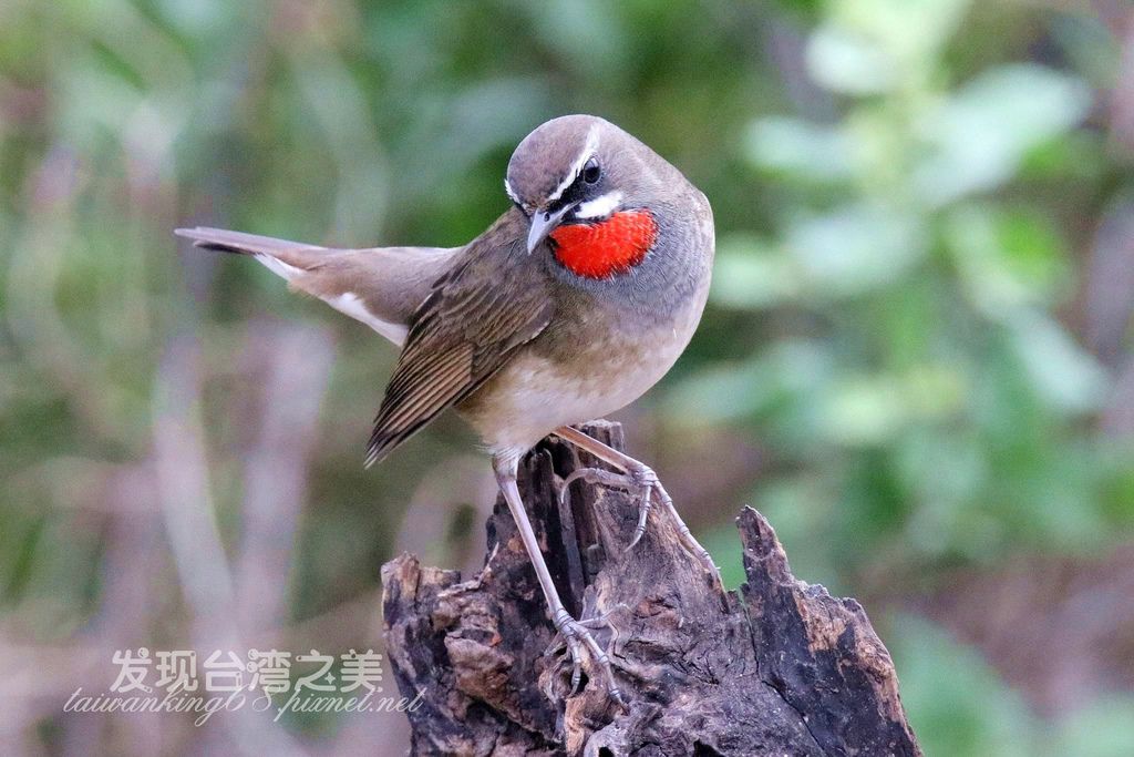 紅喉野鴝