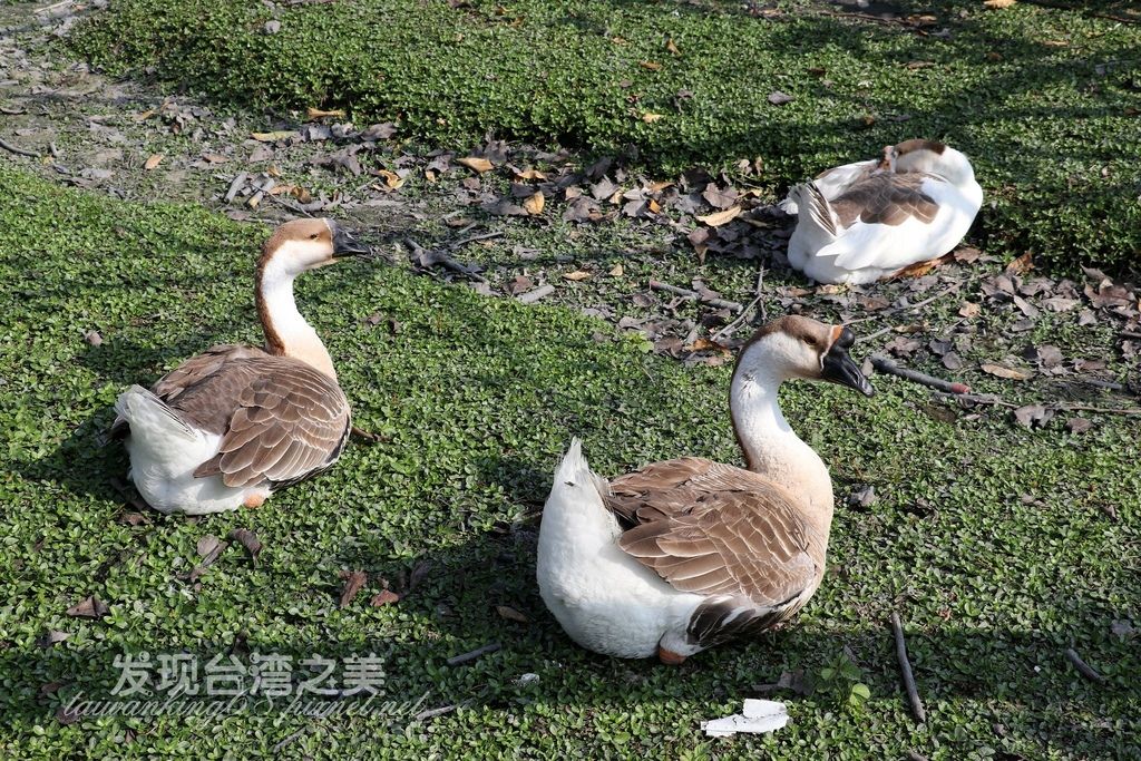 台灣土鵝