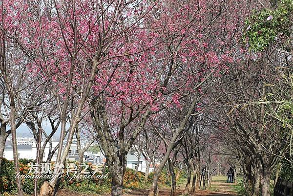 20200214銅鑼炮仗花步道