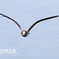海鷗_6143.jpg