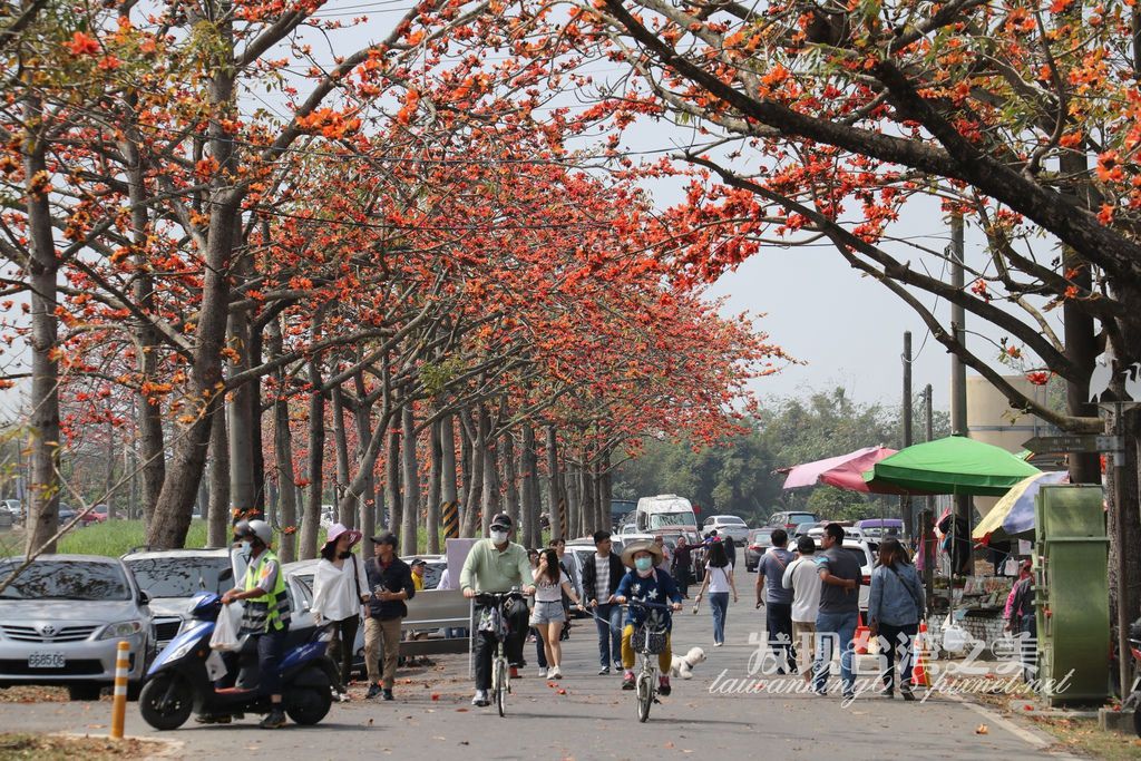 2020年台南林初埤木棉花大道