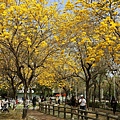 台中部子公園_202003036913