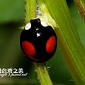 赤星瓢蟲_4202