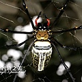 人面蜘蛛_6162.jpg