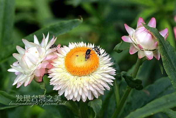 麥桿菊_2061.jpg