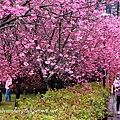 泰安櫻花_9788.jpg