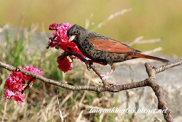 花鳥圖_1329.jpg