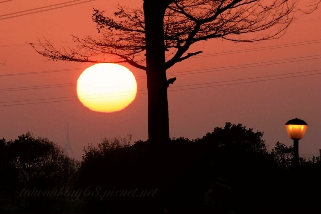 忘憂谷木棉花道賞夕陽