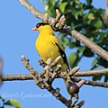 黃鸝_0431.jpg