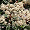 紅芽石楠_2376.jpg
