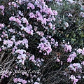 高山杜鵑.jpg