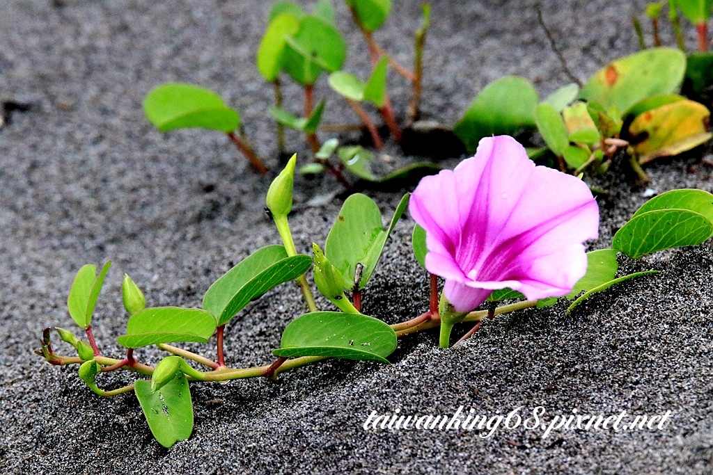 海灘牽牛花