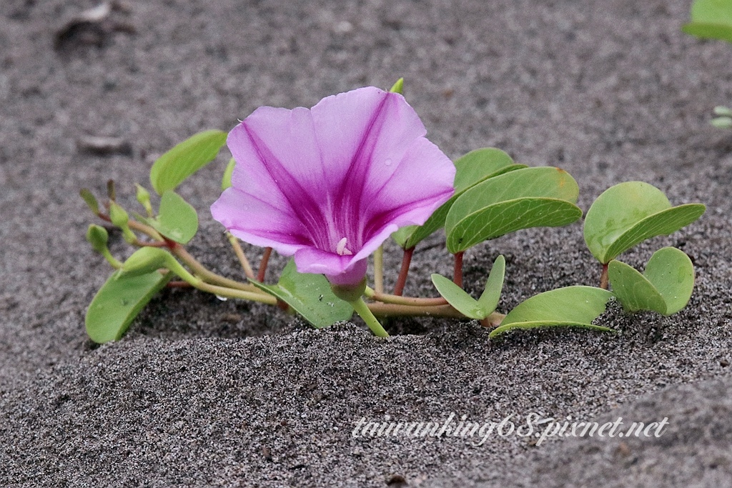 海灘牽牛花